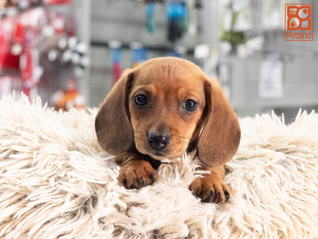 [#262512-01] Chico - Wild Boar M Dachshund Puppies For Sale