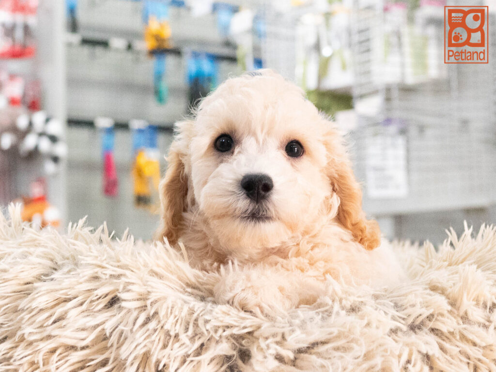 [#262521-03] Cain - Tan M Bichon Poo Puppies For Sale