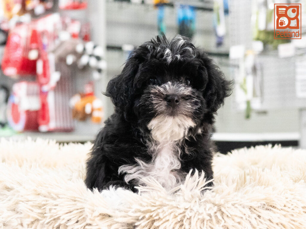 [#262545-03] Eden - Black F Mini Schnoodle Puppies For Sale