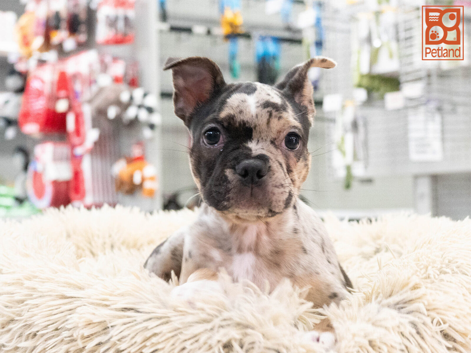 [#262581-05] Zelda - Black & Silver F French Bulldog/Boston Puppies For Sale