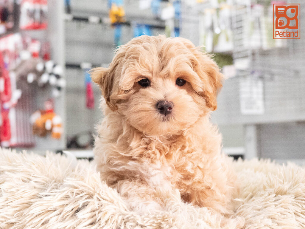 [#L116001-01] Carter - Tan M Maltipoo Puppies For Sale