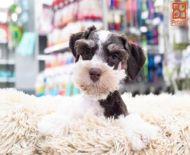 A gray-and-white puppy resting on a soft cream blanket