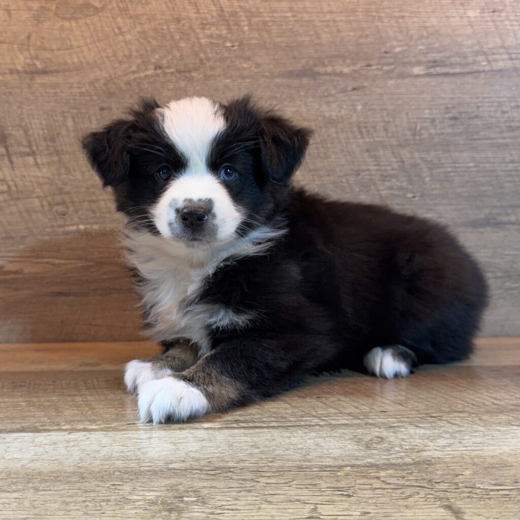 [#262457-05] Eva - Black Tricolor F Mini Australian Shepherd Puppies For Sale