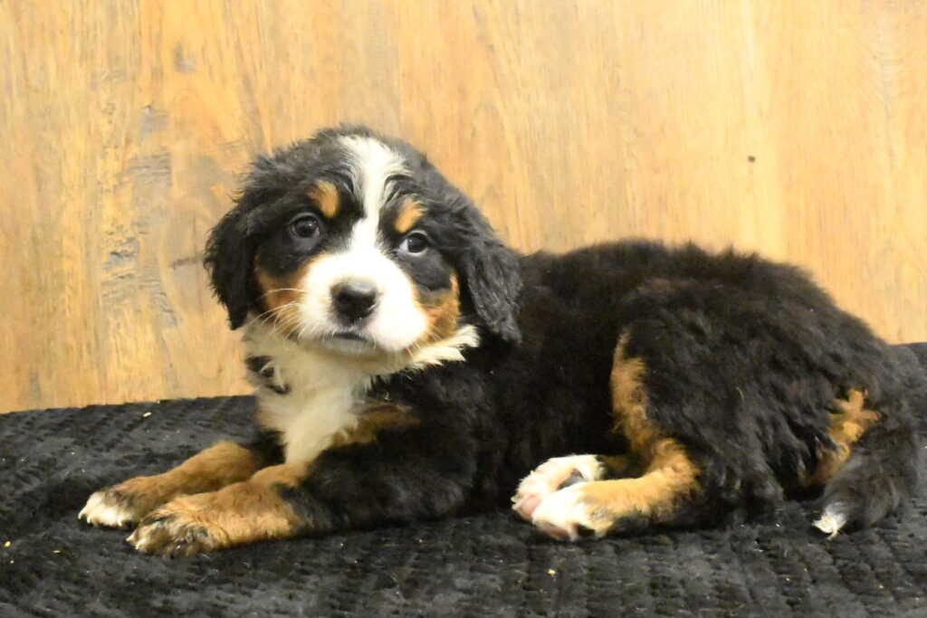 [#262210-04] Kali - Black Tricolor F Bernese Mountain Dog Puppies For Sale