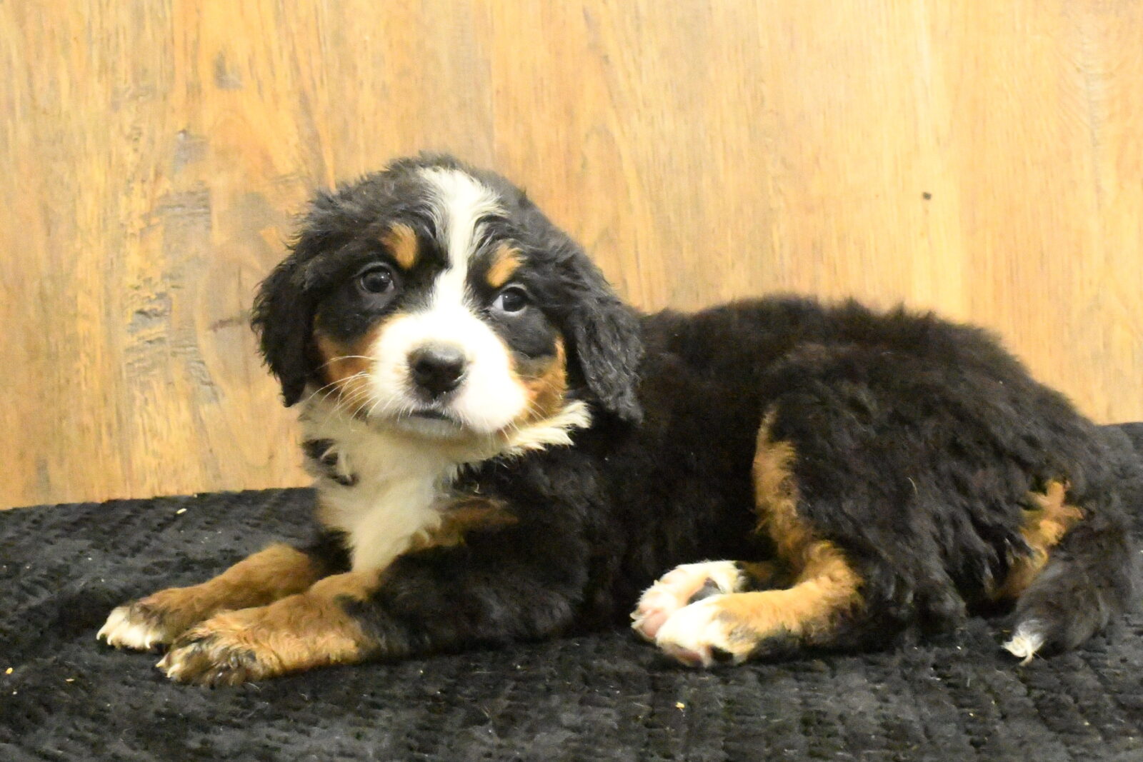 [#262210-04] Kali - Black Tricolor F Bernese Mountain Dog Puppies For Sale