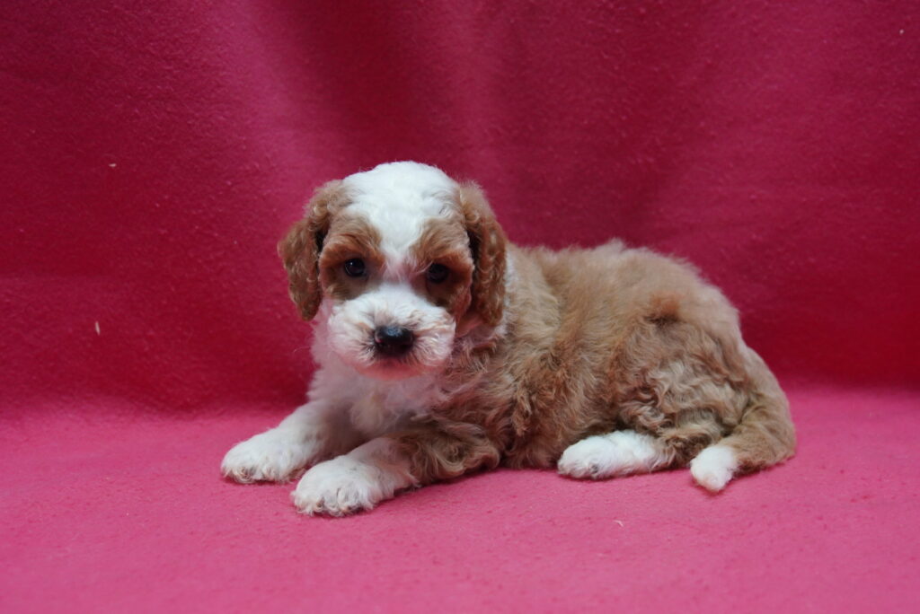 [#262482-07] Katie - Apricot F Goldendoodle 2nd Gen Puppies For Sale