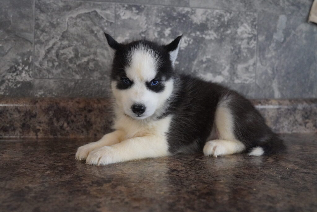 [#262417-04] Aspen - Black & White F Siberian Husky Puppies For Sale