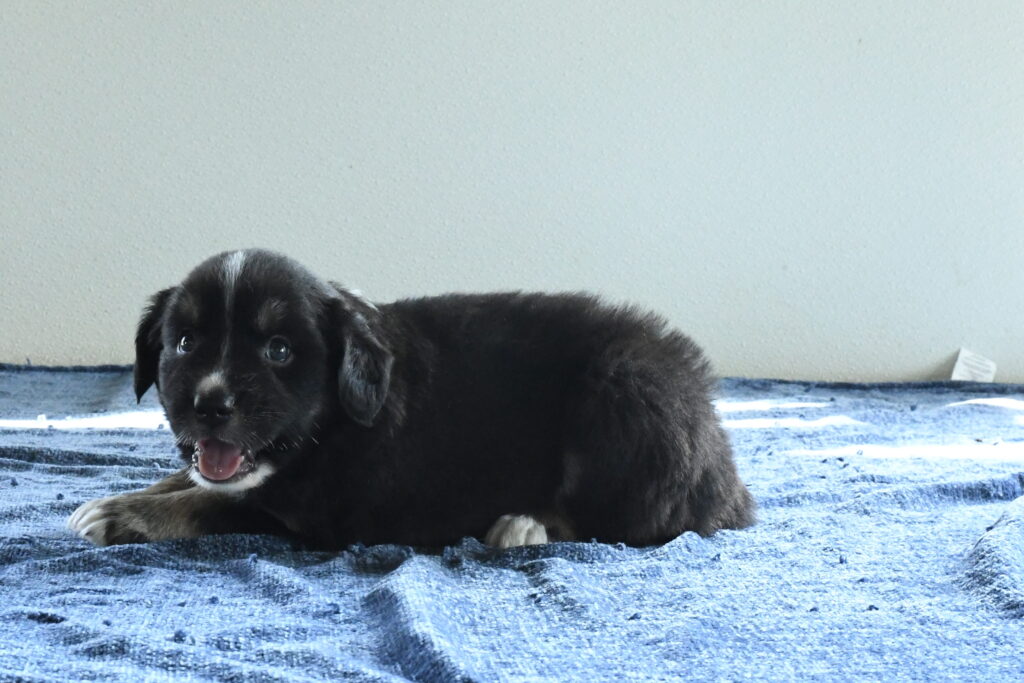 [#262324-01] Odin - Black M Australian Shepherd Puppies For Sale
