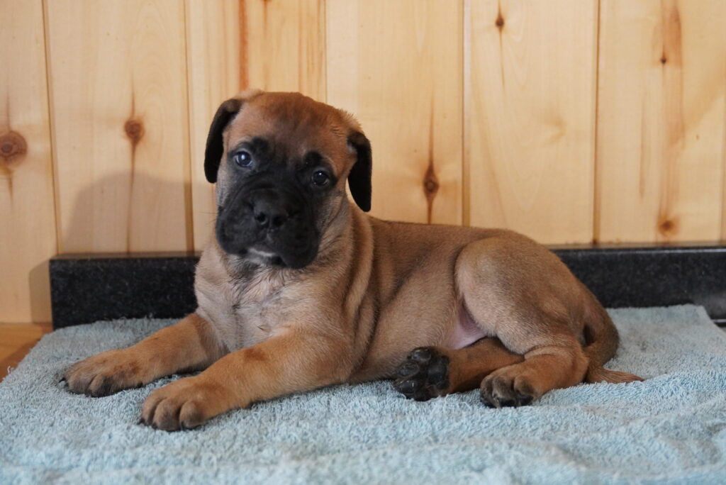 [#262401-04] Barkley - Apricot M Bullmastiff Puppies For Sale
