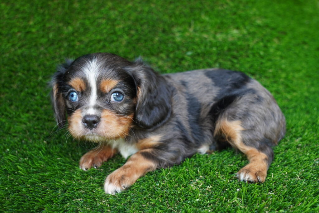 [#262440-01] Judge - Blue Merle & White M Cavalier King Charles Puppies For Sale