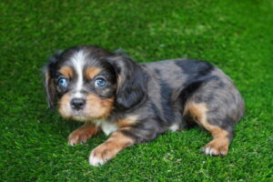 Cavalier King Charles