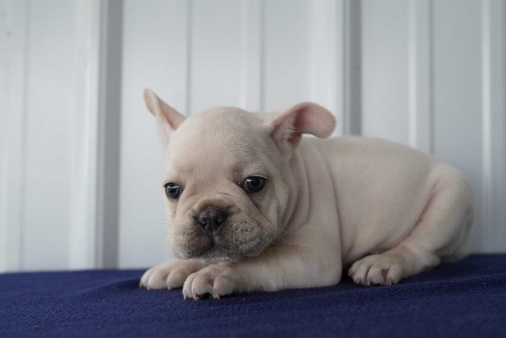 [#262150-03] Oz - Cream M French Bulldog Puppies For Sale