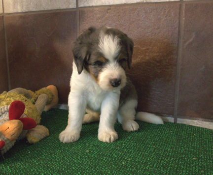 [#262296-04] Remy - Blue Merle & White M Mini Bernedoodle 2nd Gen Puppies For Sale