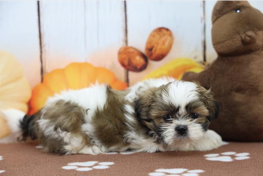[#262249-02] Kallie - Sable F Shih Tzu Puppies For Sale