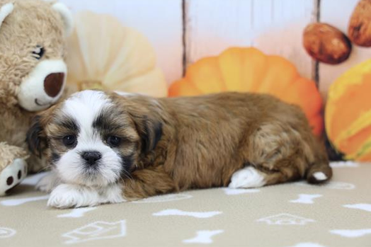 [#262425-03] Katie - Sable F Shih Tzu Puppies For Sale