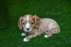 Cavalier King Charles