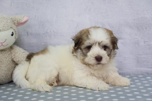 [#262373-01] Finn - Tan & White M Havanese Puppies For Sale