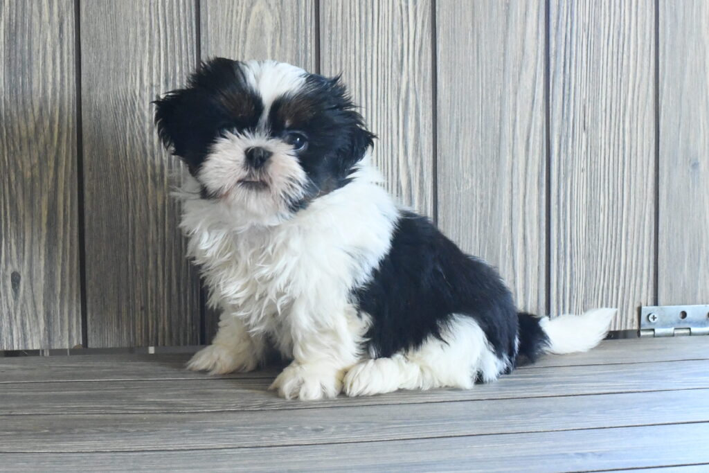 [#262276-01] Moe - Blue & White M Shih Tzu Puppies For Sale