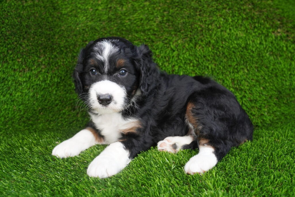 [#262402-06] Addie - Black White & Tan F Mini Aussiedoodle Puppies For Sale