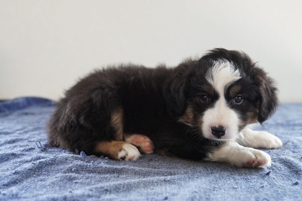 [#262110-02] Spike - Black M Australian Shepherd Puppies For Sale
