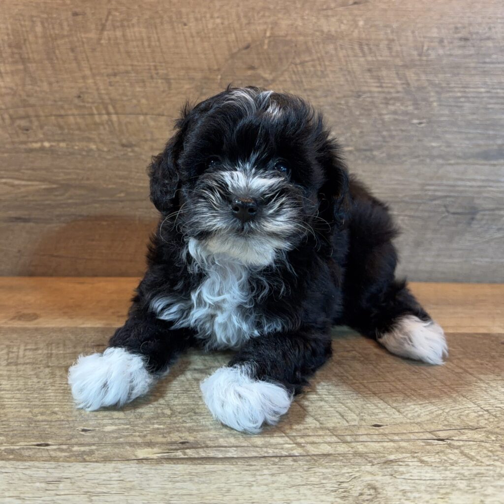 [#262545-03] Eden - Black F Mini Schnoodle Puppies For Sale
