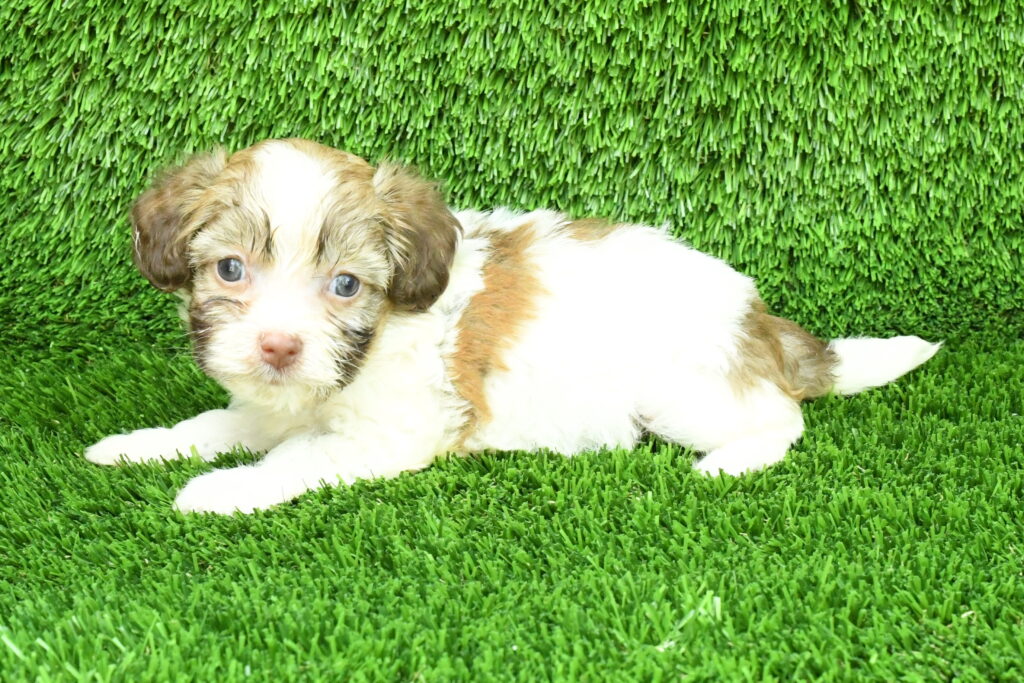 [#262469-06] Alyssa - Chocolate & White F Havanese Puppies For Sale