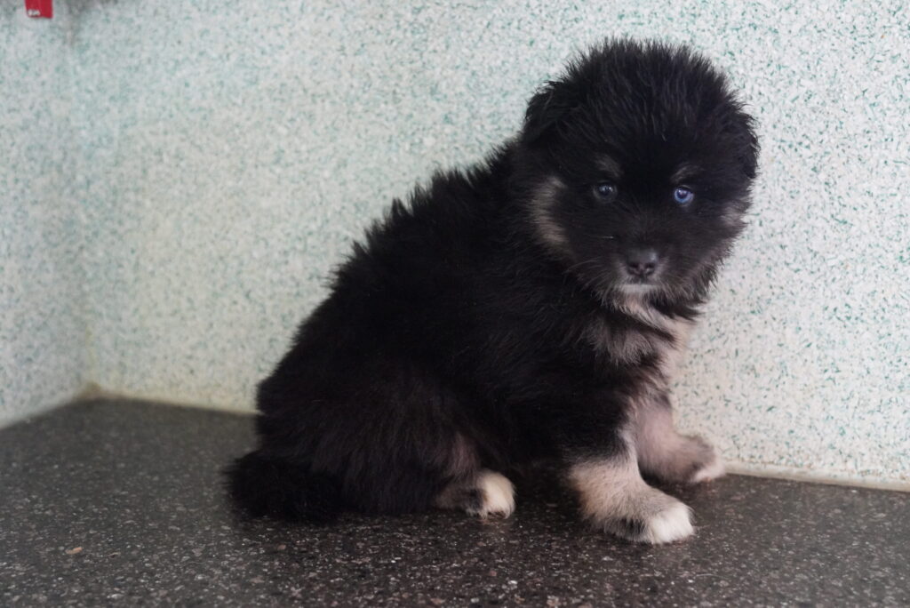 [#261984-02] Xander - Black & Tan M Pomsky Puppies For Sale