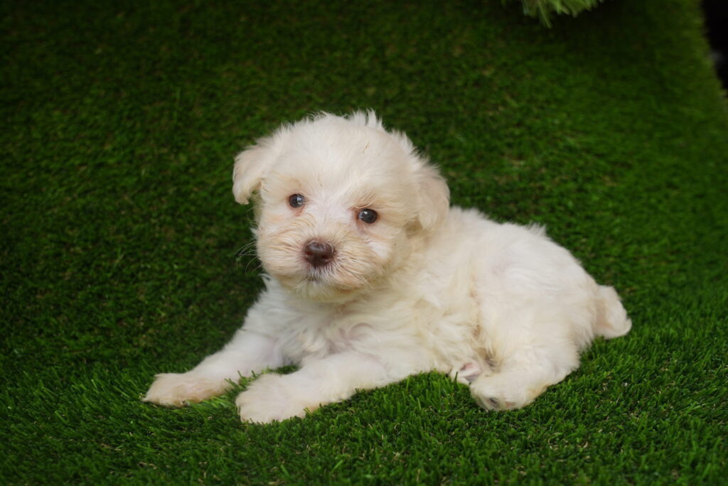 [#262485-03] Lucky - White M Mini Schnauzer Puppies For Sale